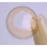 iWWi Celinay Brown 13.6mm